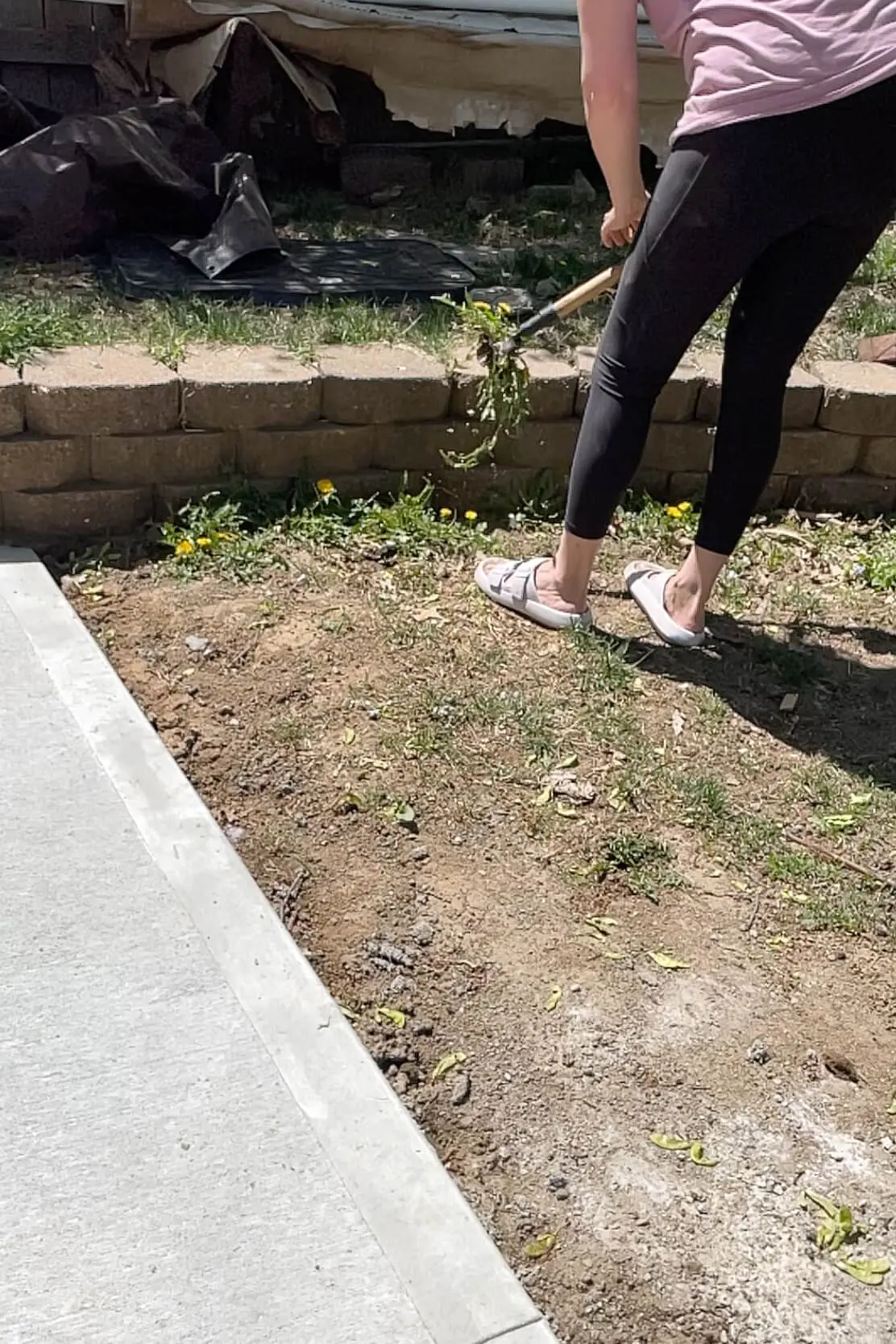 How to use Grampa's Weeder to remove dandelions.